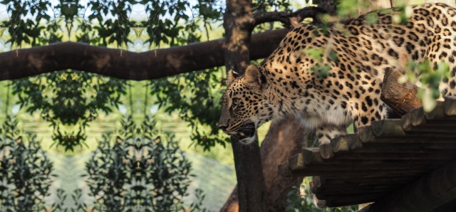 Fauna Jardim Zoológico