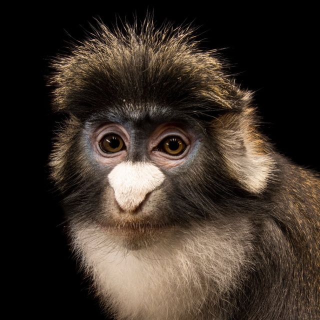 Templo de los Primates
