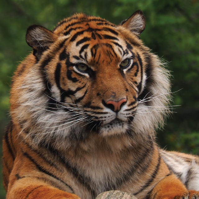 Valle de los Tigres