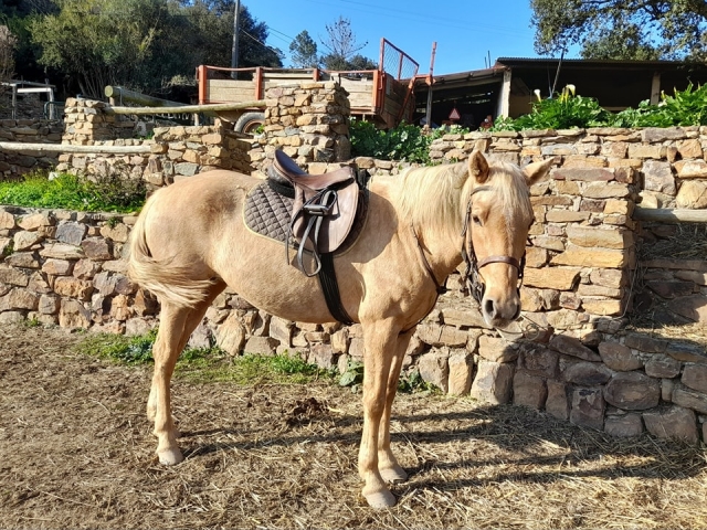 Caballo descansando