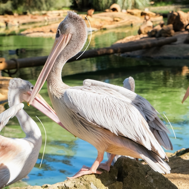  Cinzento Pelican 