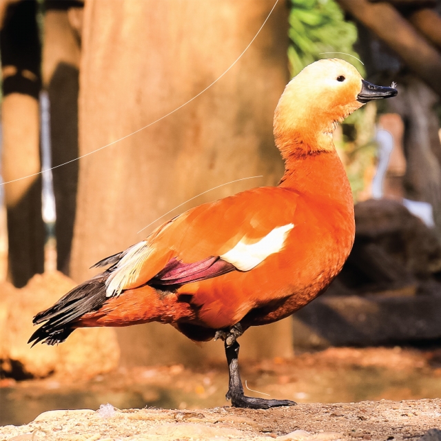  Tadorna Ferruginea 鸟 