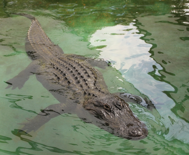  Coccodrillo nel lago 