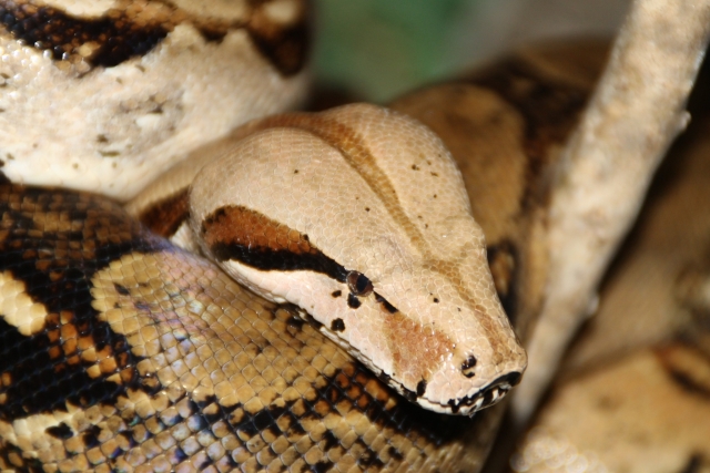  Serpente 