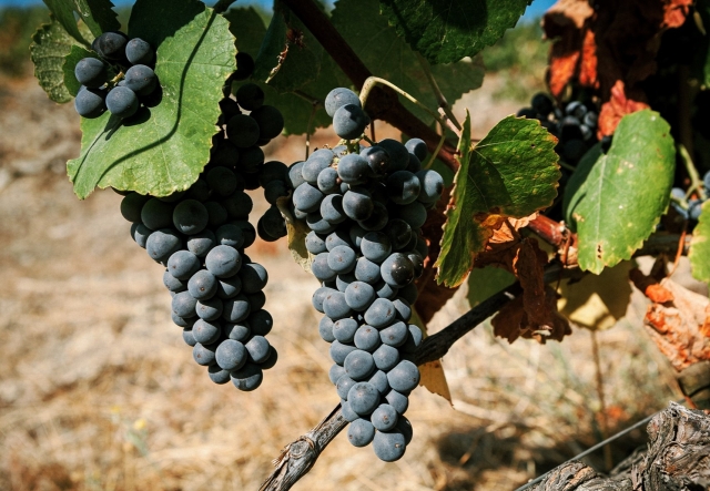 Uvas del viñedo