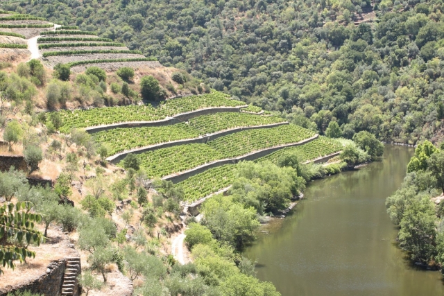 Panorámica del campo de cultivo