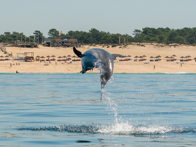  Saut des dauphins 