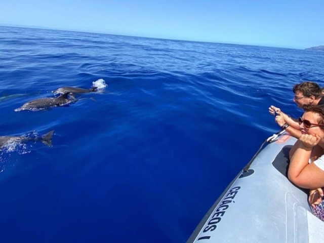 Whalewatching no Funchal