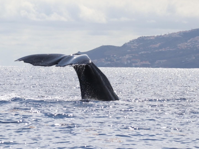 Whalewatching no Madeira
