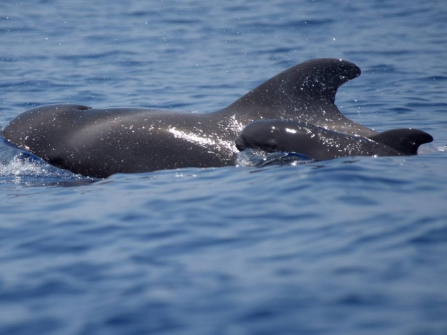 Delfines y ballenas en Madeira