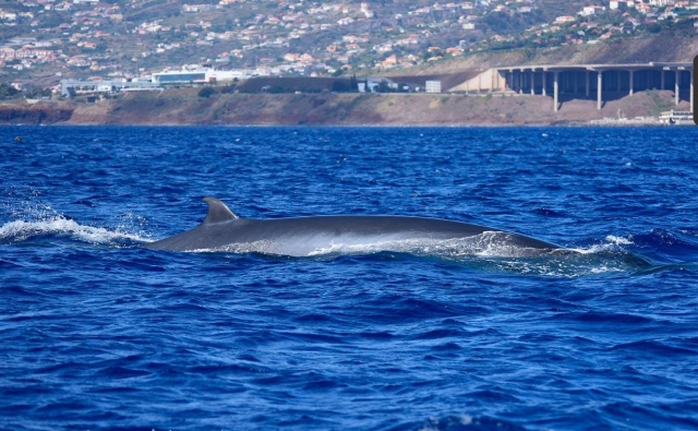  Whale watching from the boat 