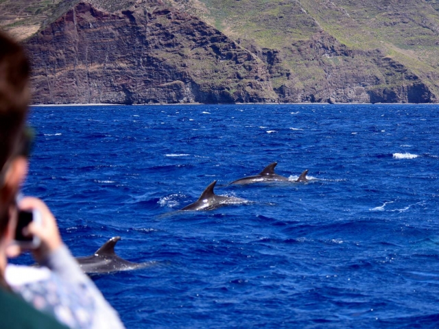  Whale watching off the coast of Madeira 