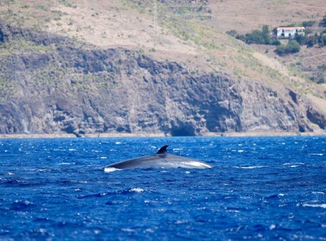  Speedboat tour from Machico 