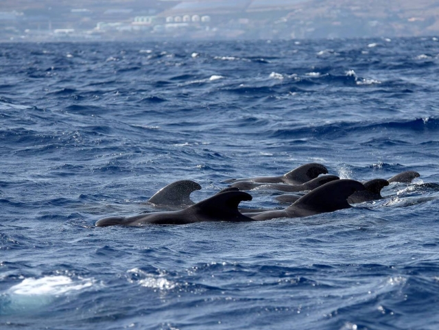 Cetaceans in Madeira 