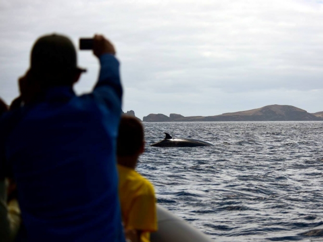  Dolphin and whale watching 