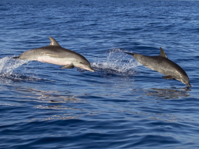  Golfinhos ao longo da costa da Madeira 