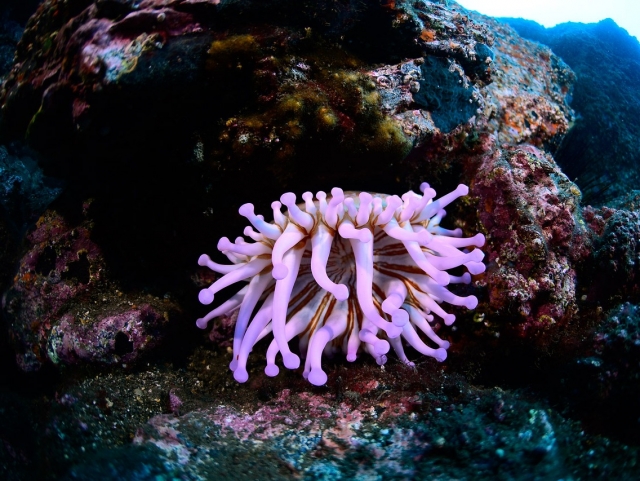  大西洋海底的迷人生物 