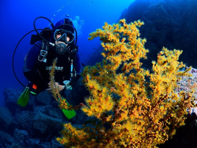  Curso de Mergulho em Águas Abertas na Madeira 