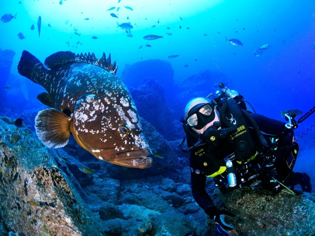  Mergulhador rodeado de peixes a leste da Madeira 