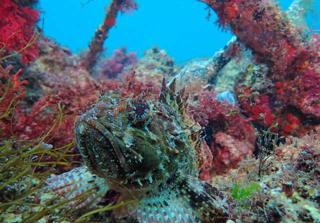  Créatures marines vues à Peniche 