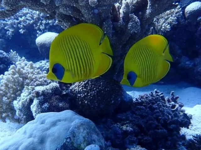  Pesca nel Parco Naturale di Arrábida 