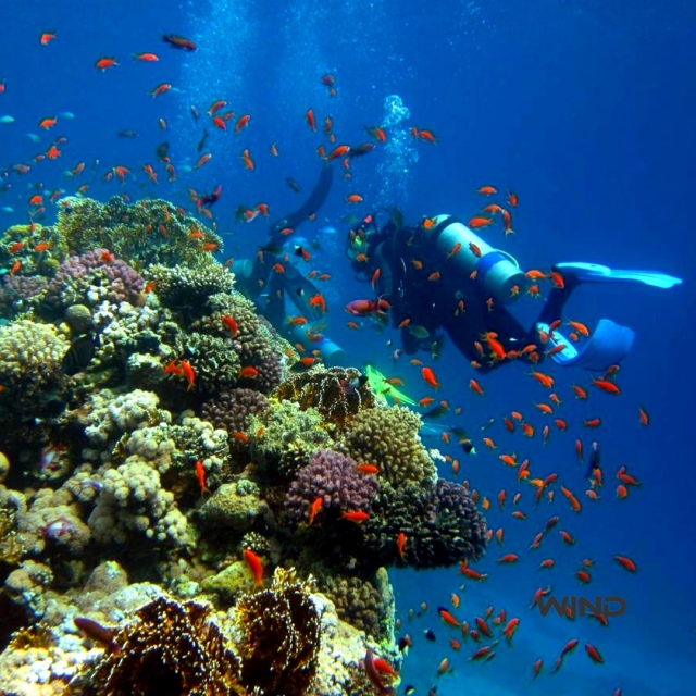 Buceador y fauna marina