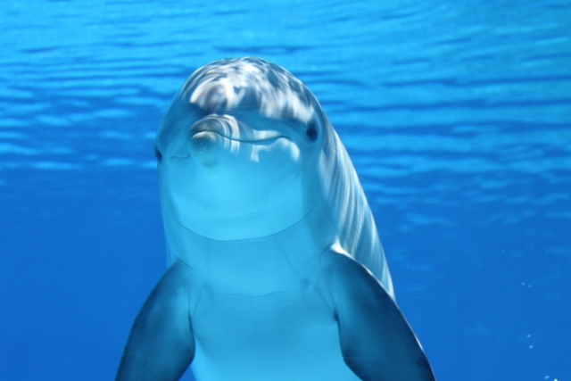  Delfin 