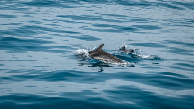 Delfinsichtung 
