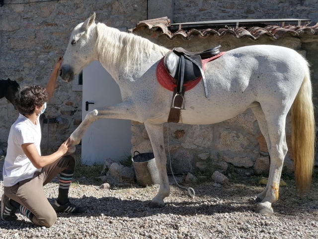 Cuidar dos cavalos em Marvão 
