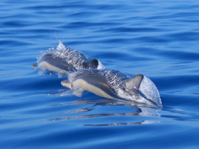 p-73273-delfines-en_16384332476234.jpg