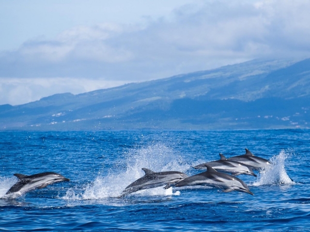p-73273-manada-de-delfines-al-sur-de-sao-miguel_16384332466615.jpg