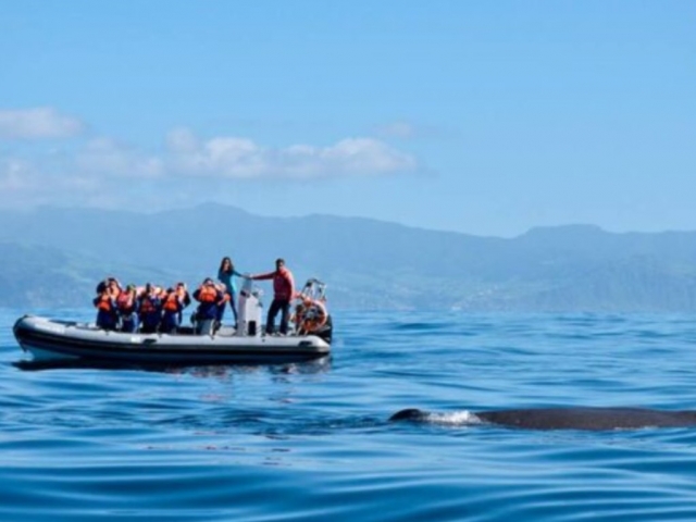  Avvistamento di delfini a Terceira