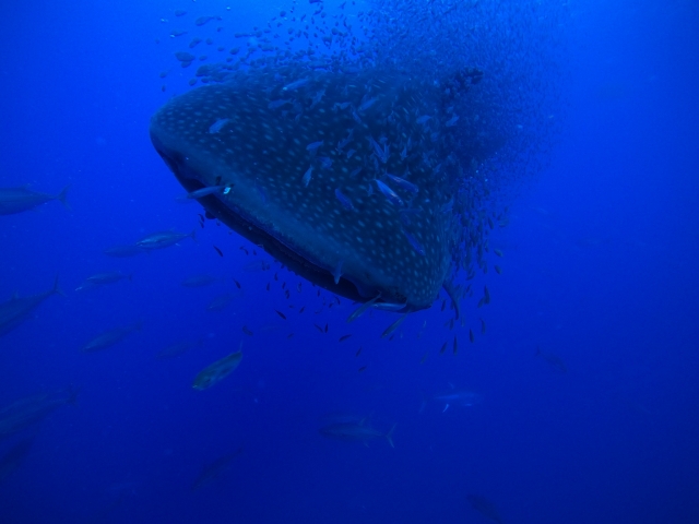  scuola di pesce 