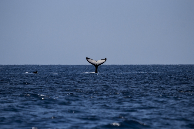  Seeing whales