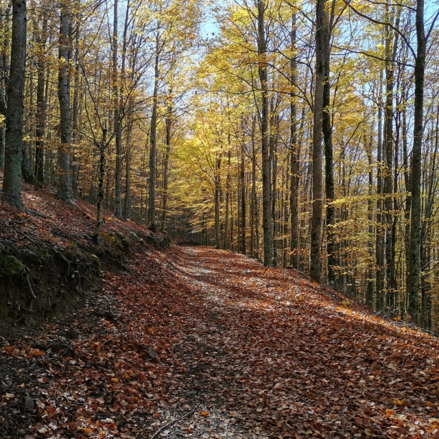  sentiers en automne