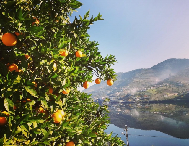  laranjas e o Douro 