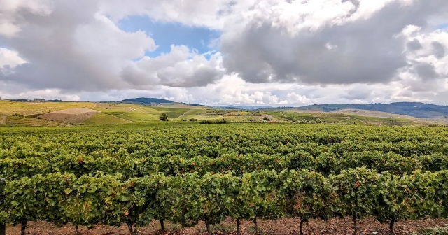  vineyards 