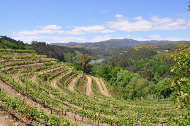  vineyards of the region 