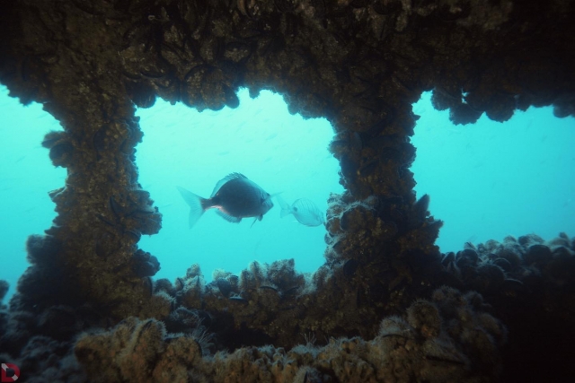 fonds marins 
