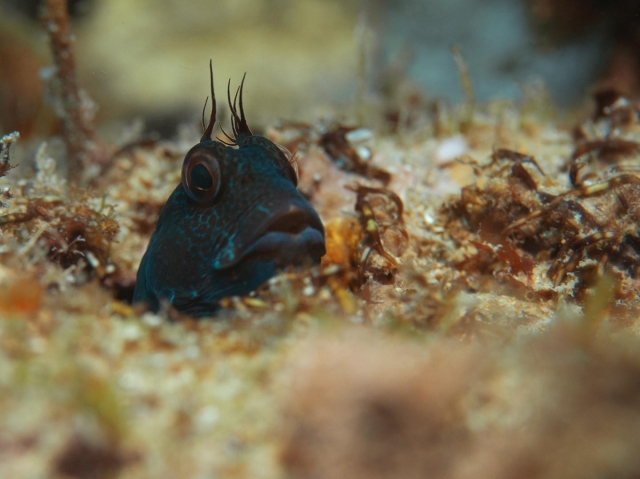  découvrir les fonds marins 