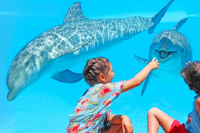 Viendo a los delfines
