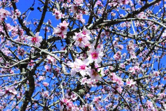  Charming trees 