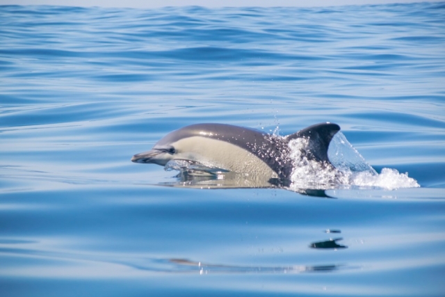 Avistamiento de delfines