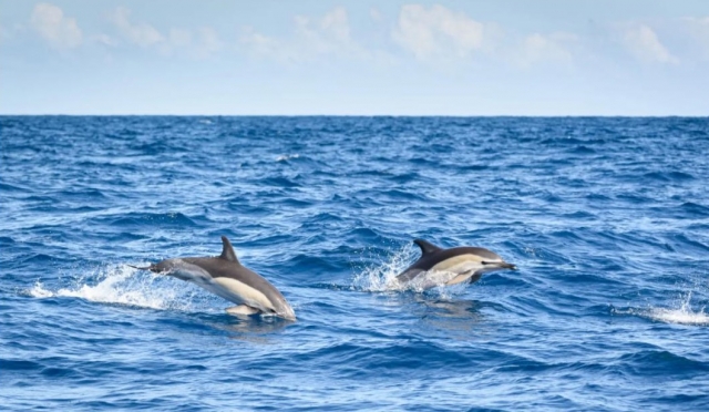  Nage des dauphins 