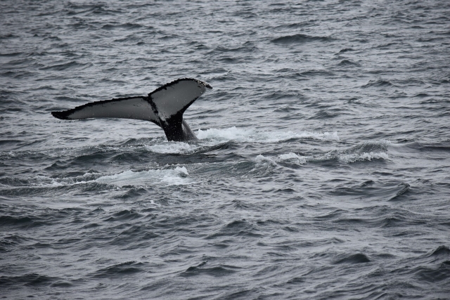 observation des baleines 