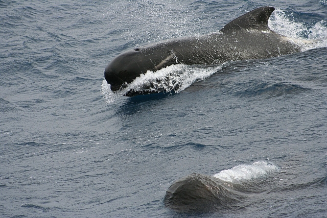  observation des baleines à Seixal