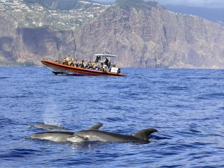 Observação de cetáceos no Funchal, 2'5 horas
