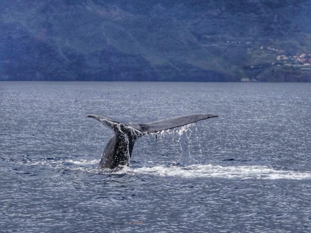  Ballenas en Madeira 