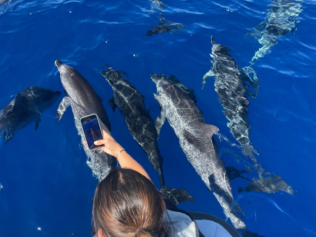  Filmación de los delfines 