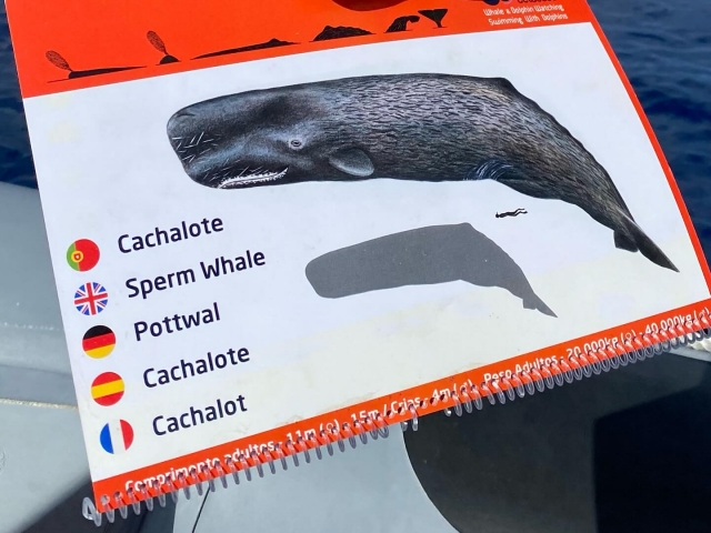  Avistamiento de ballenas 